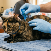 Flea Treatment